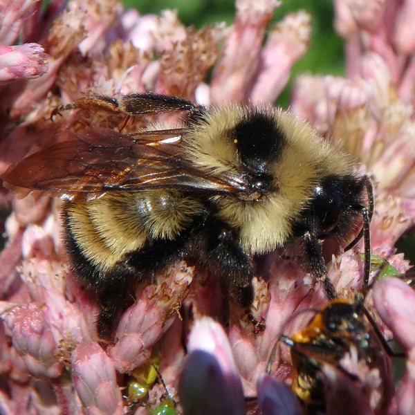 Bombus citrinus