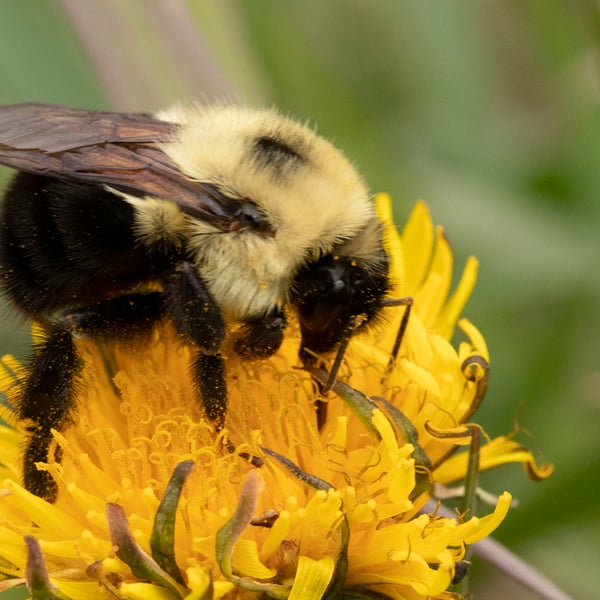 Bombus bimaculatus