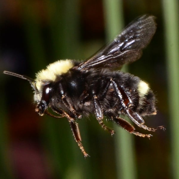 Bombus vosnesenskii