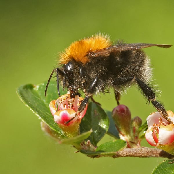 Bombus hypnorum