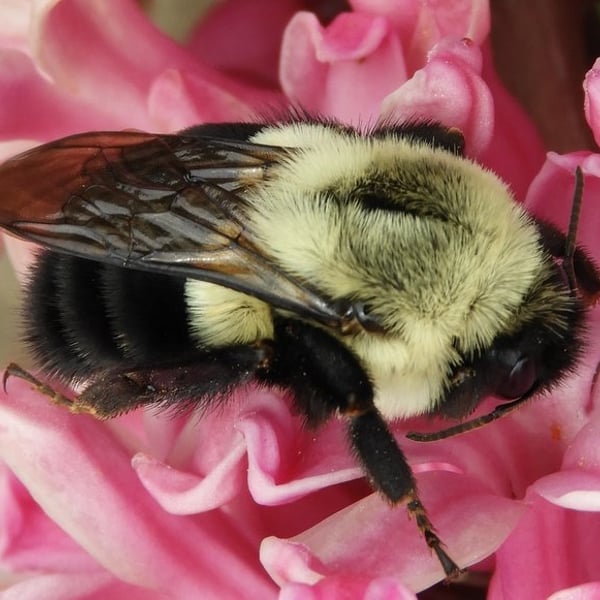 Bombus impatiens