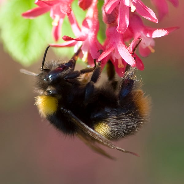 Bombus pratorum