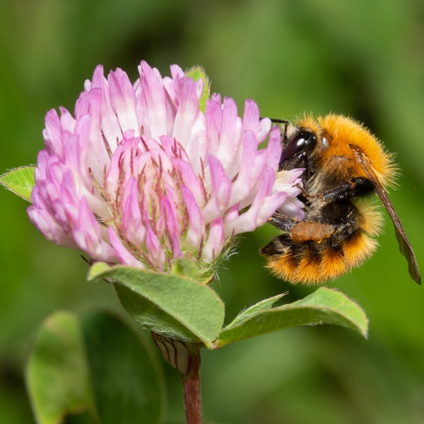 Bombus pascuorum