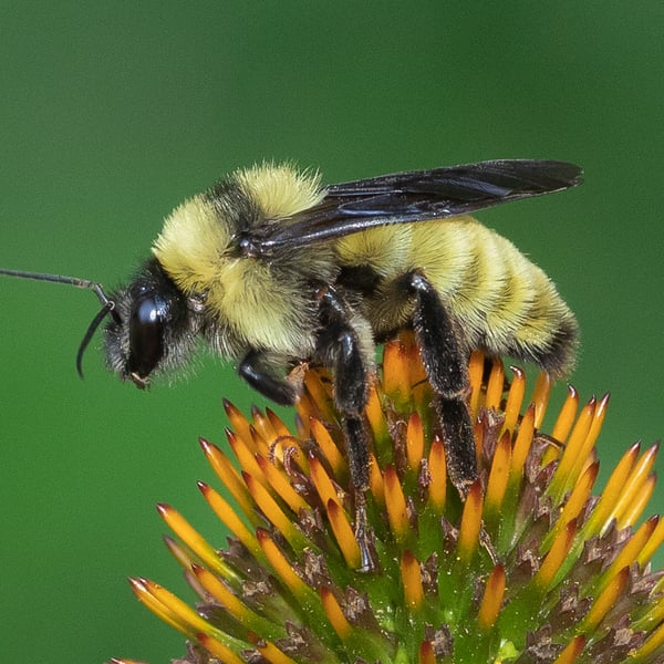 Bombus pensylvanicus