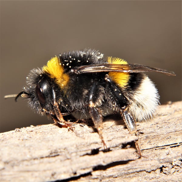 Bombus terrestris