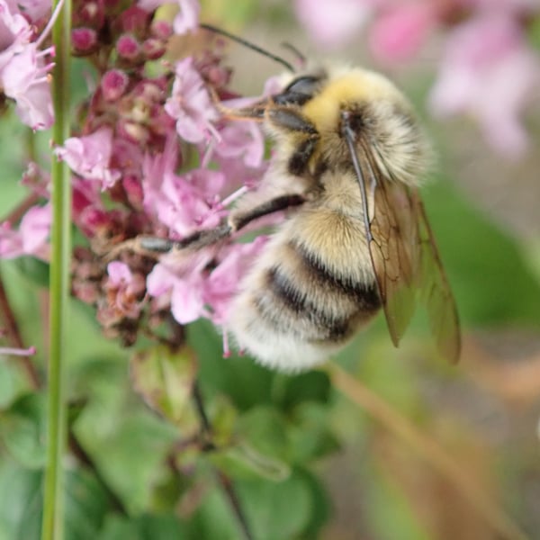 Bombus lucorum