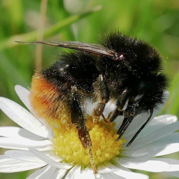 Bombus lapidarius