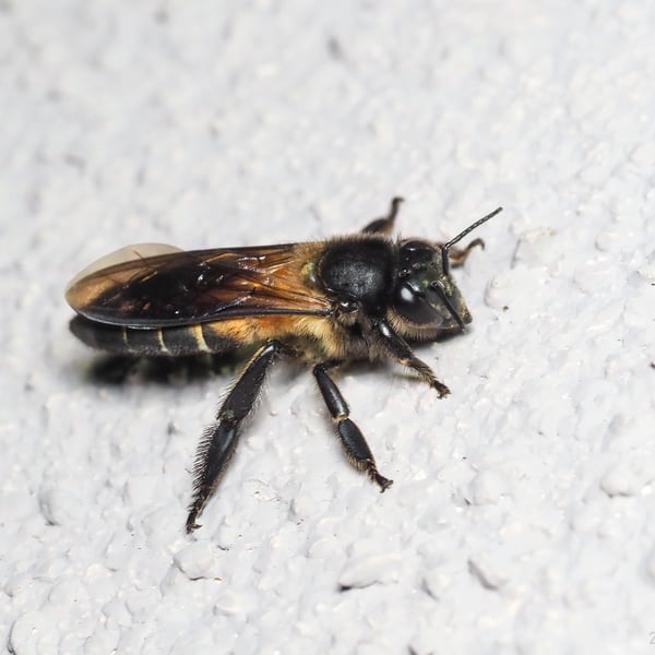 Apis dorsata