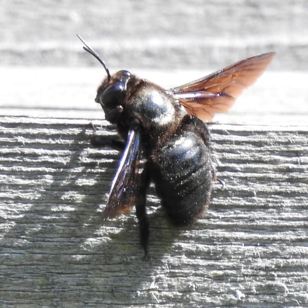 Xylocopa