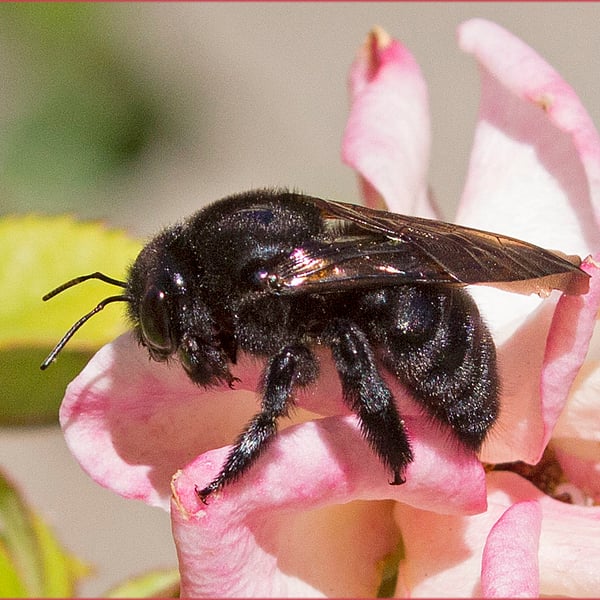 Xylocopa varipuncta