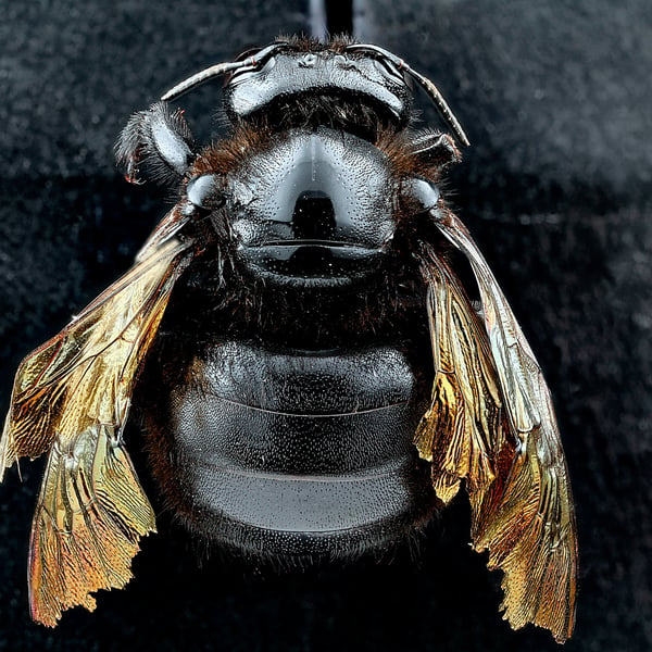 Xylocopa sonorina