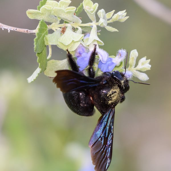 Xylocopa mexicanorum