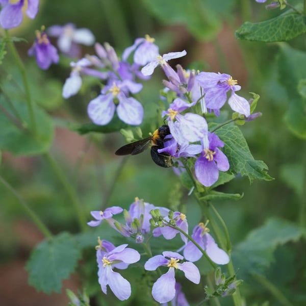 Xylocopa appendiculata