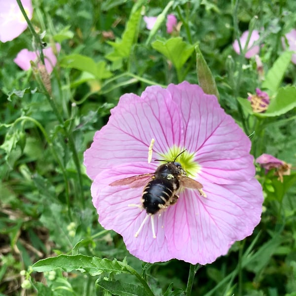 Xylocopa tabaniformis