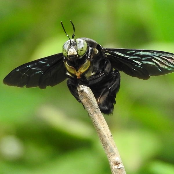 Xylocopa latipes