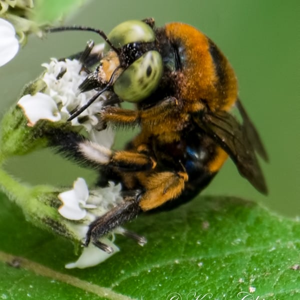 Xylocopa micans