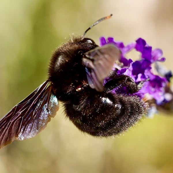 Xylocopa violacea