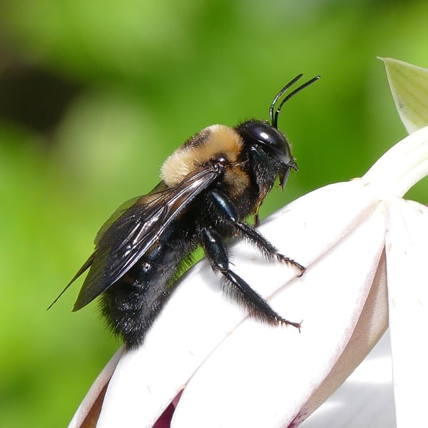 Xylocopa virginica