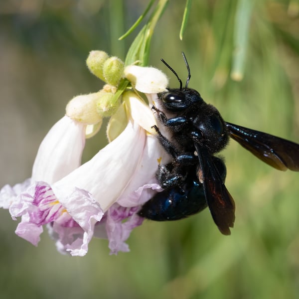 Xylocopa californica