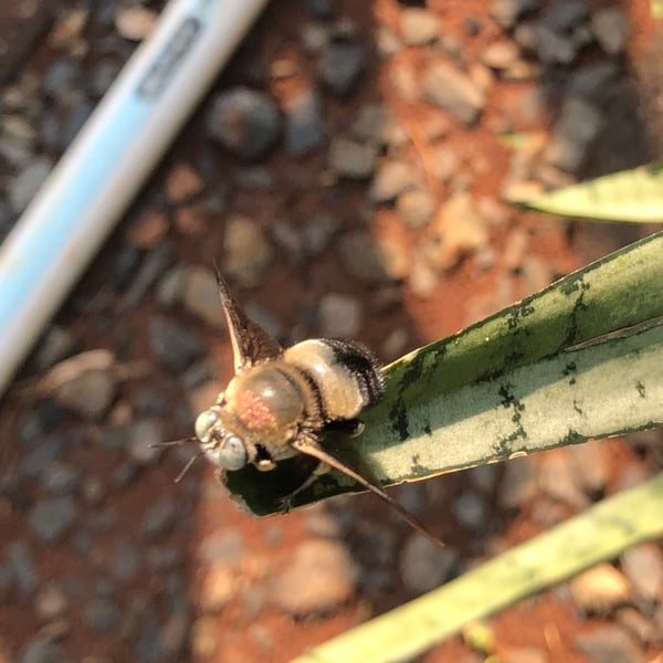 Xylocopa dejeanii