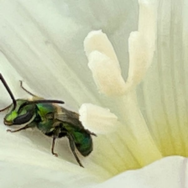 Augochlorella pomoniella