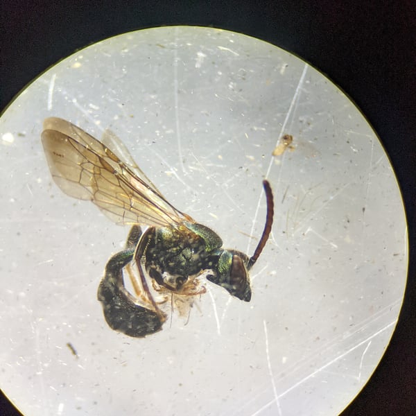 Augochlorella aurata