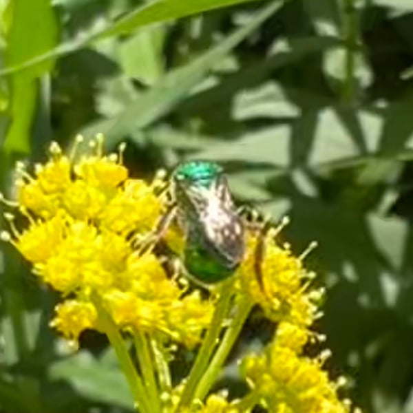 Augochloropsis metallica