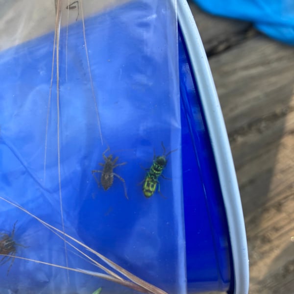 Agapostemon melliventris