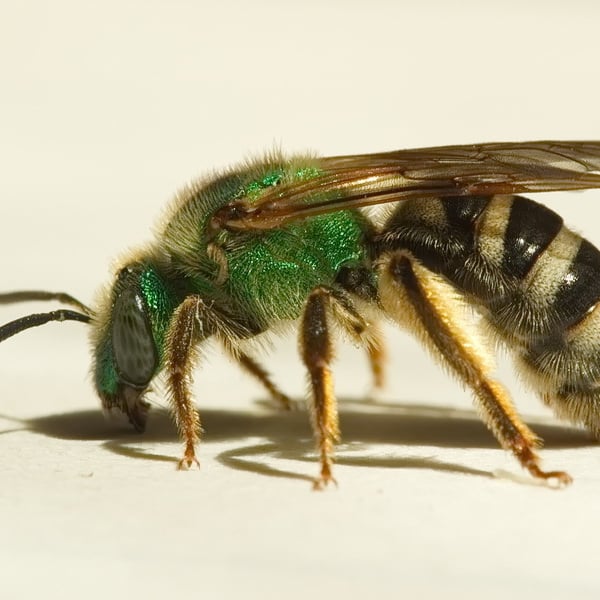 Agapostemon virescens