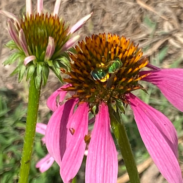 Agapostemon texanus