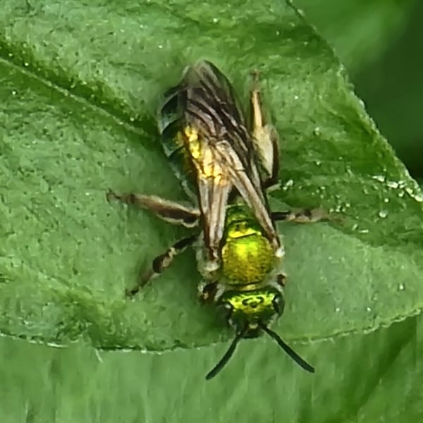 Agapostemon sericeus