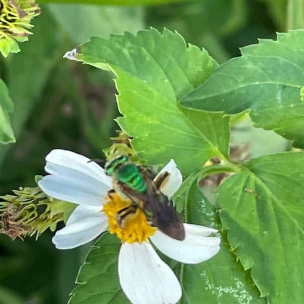 Agapostemon splendens