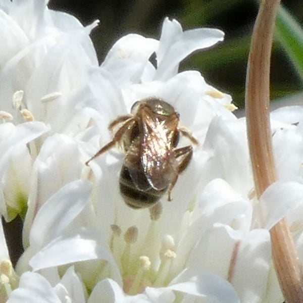 Halictus confusus