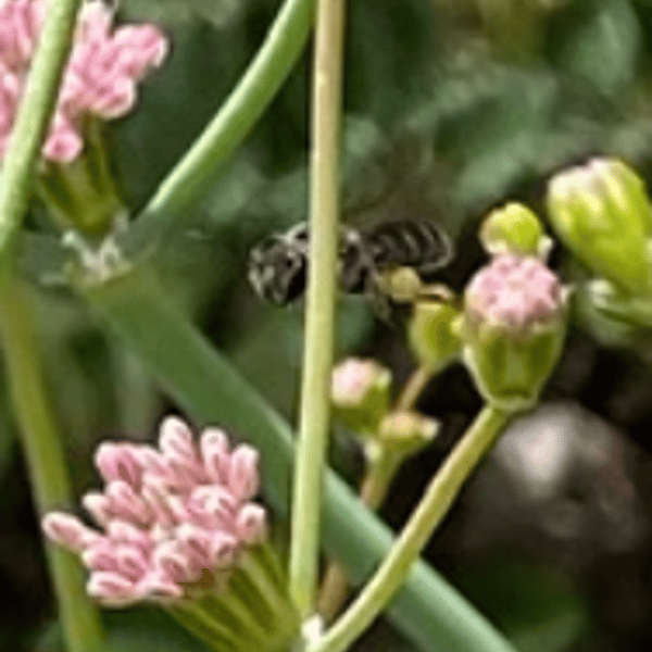 Halictus tripartitus