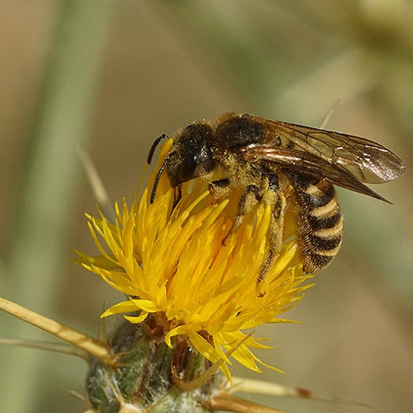Halictus scabiosae