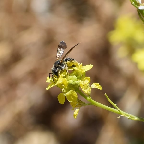 Halictus farinosus