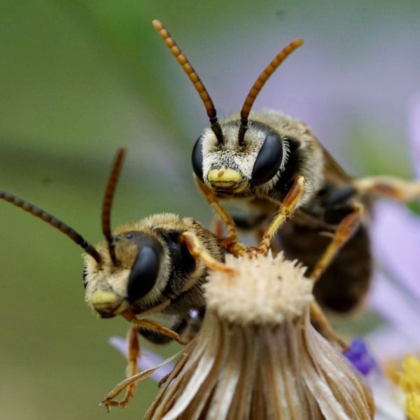 Halictus ligatus