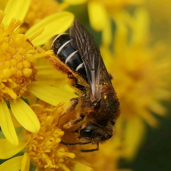 Halictus rubicundus