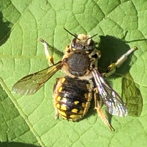 Anthidium manicatum