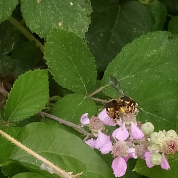 Anthidium florentinum