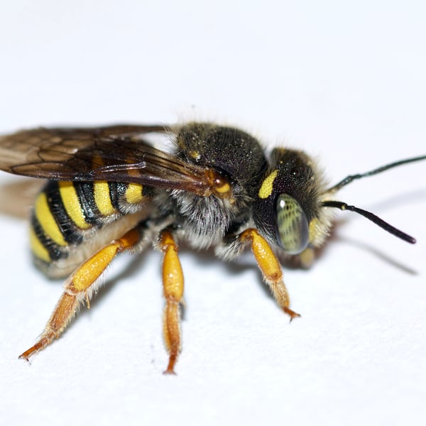 Anthidium oblongatum