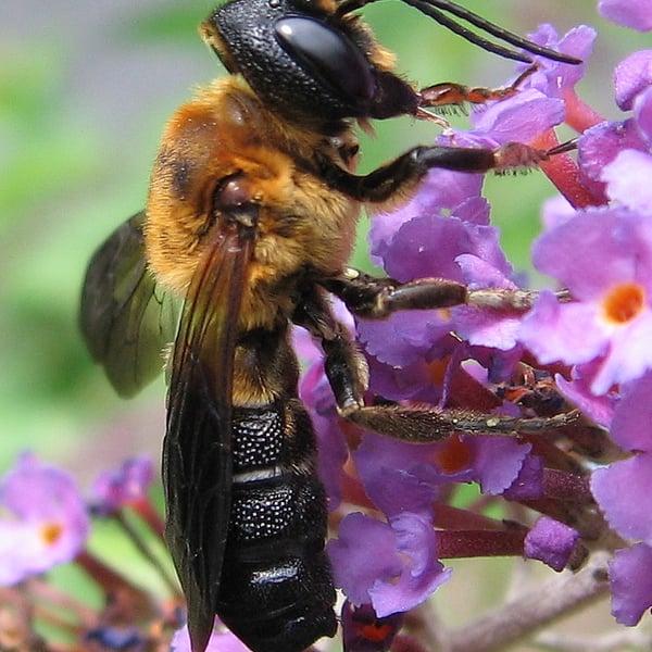 Megachile sculpturalis