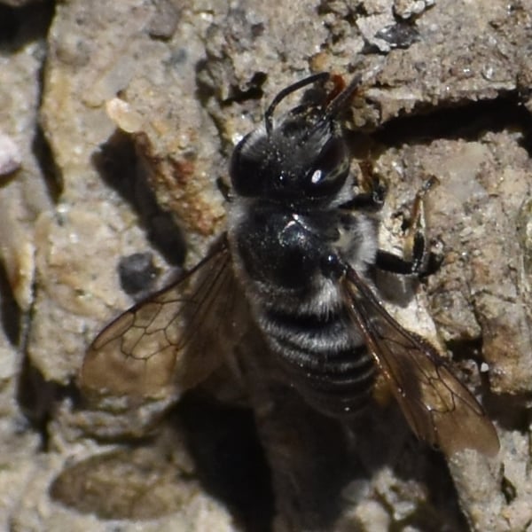 Megachile mendica