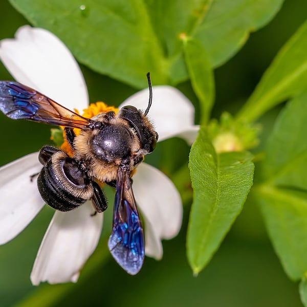 Megachile xylocopoides
