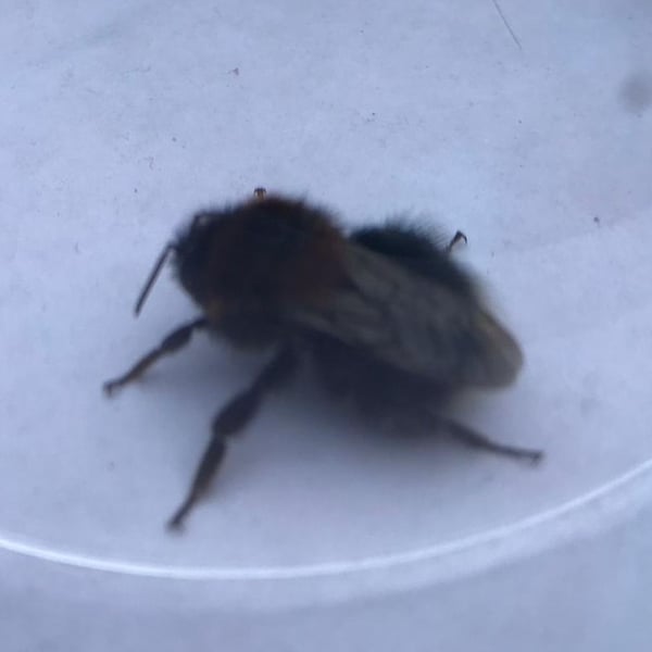 Andrena clarkella