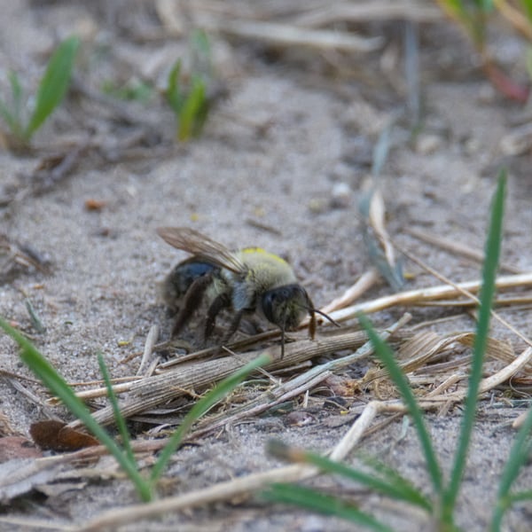 Andrena vaga