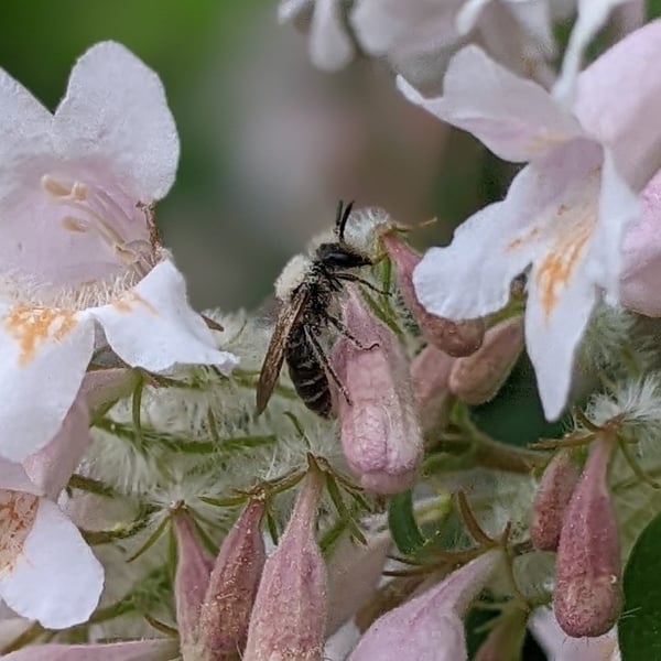 Andrena erigeniae