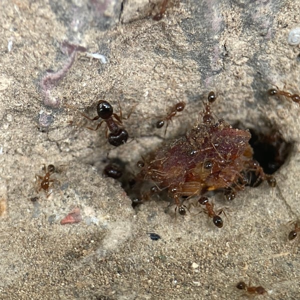 Pheidole