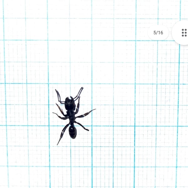 Cephalotes