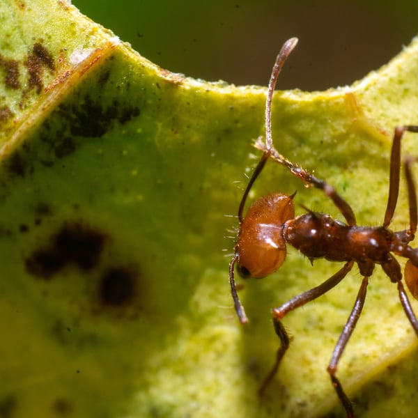 Atta cephalotes